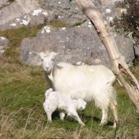 Kashmir goat, feral goat